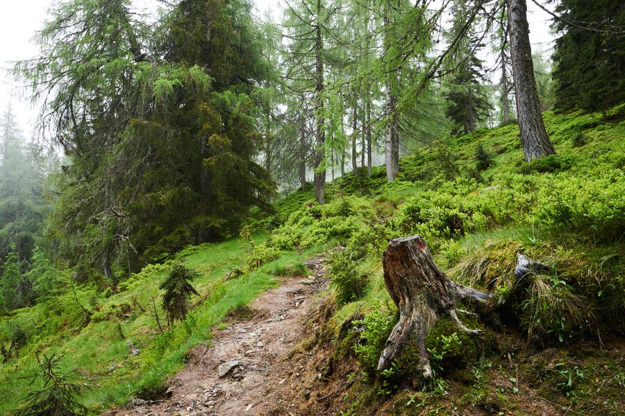 Salzburg & Salzburger Almenweg