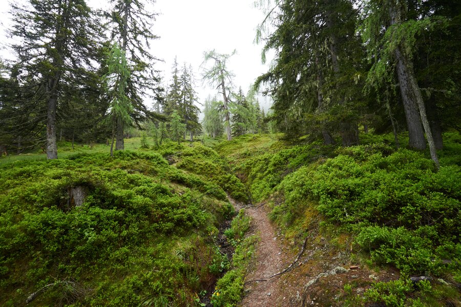 Salzburg & Salzburger Almenweg