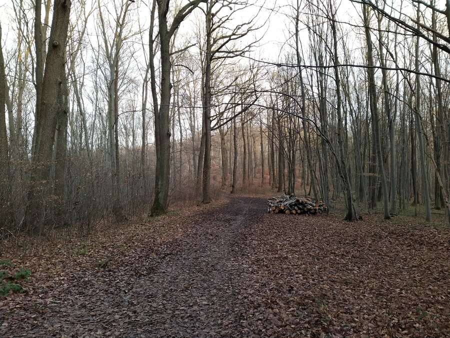 von Baden nach Wien