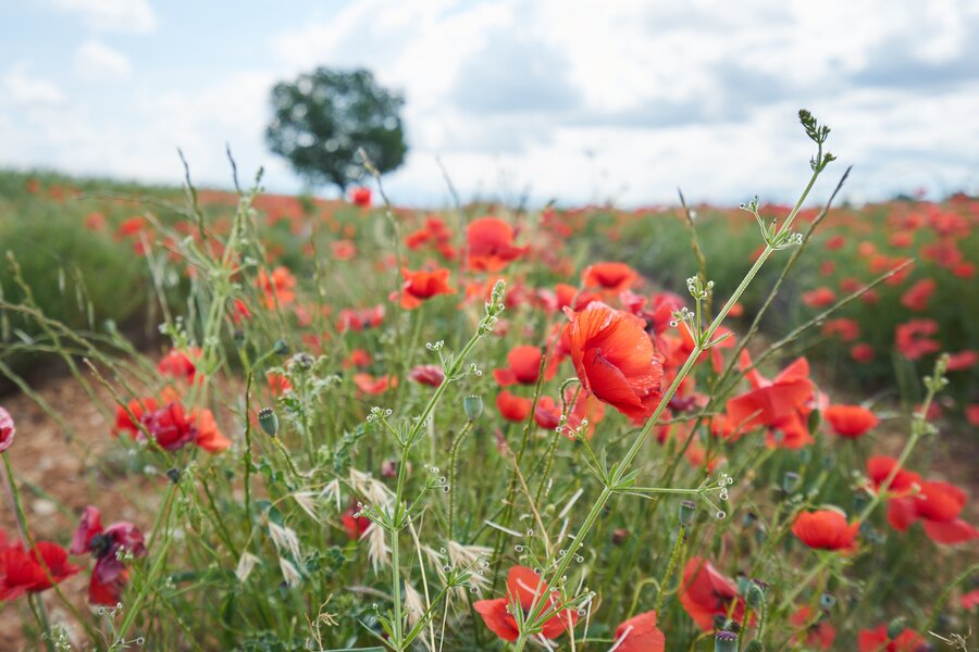 Urlaub in der Provence