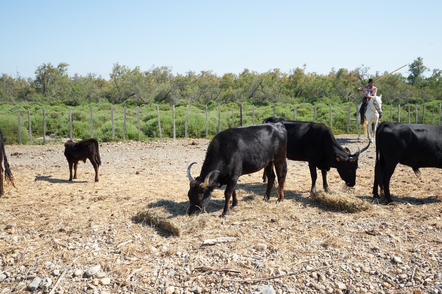 Urlaub in der Provence