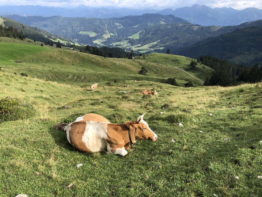 Salzbuirger Almenweg