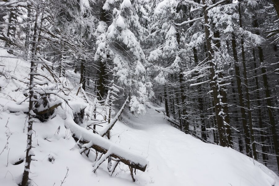 Hochwechsel Schneeschuhwandern