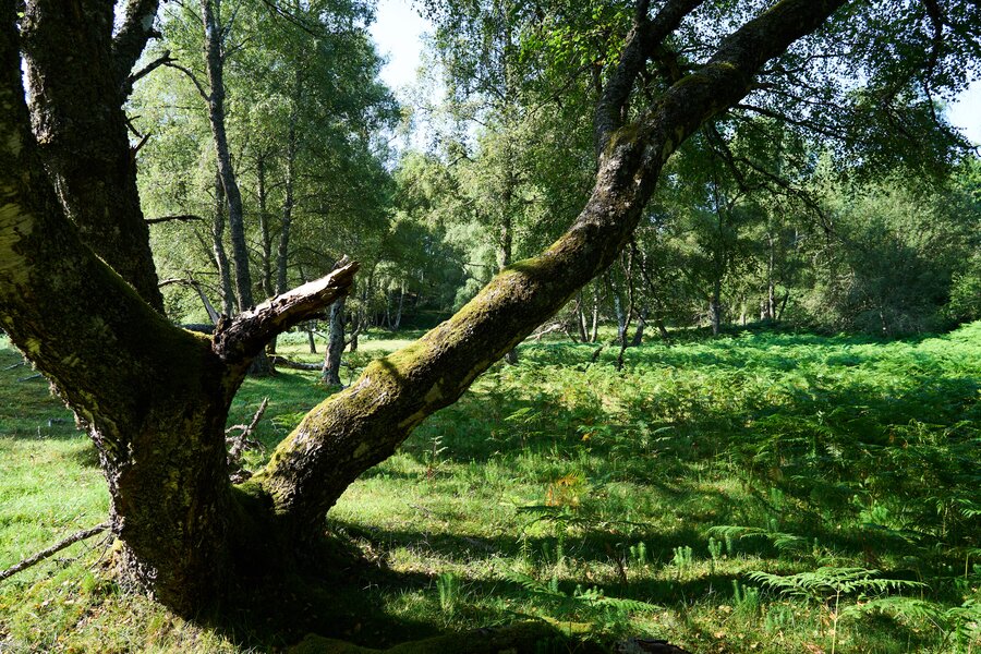 Auvergne